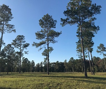 0 SW Marynik Drive High Springs, FL 32643