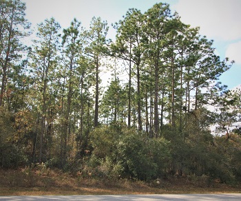 9450 NW Old Mill Way Citrus Springs, FL 34433