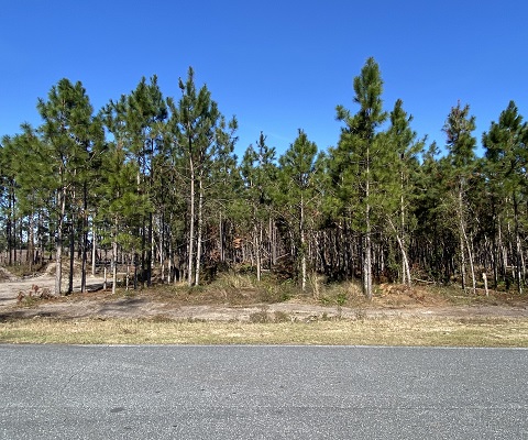 2988 SW County Road 534 Mayo, FL 32066
